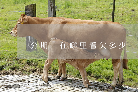 分期樂在哪里看欠多少錢