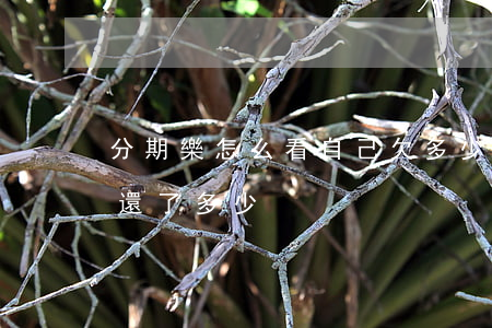 分期樂怎么看自己欠多少(分期樂怎么看自己還了多少)