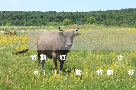 分期樂打電話來說兩小時(shí)內(nèi)還款-分期樂打電話來說兩小時(shí)還款還不上怎么辦