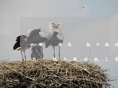 分期樂提前還款不能借了怎么辦-分期樂提前還款不能借款了等多久?