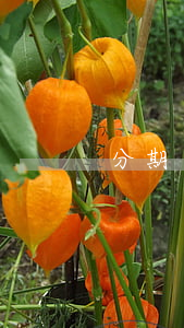 分期樂提前還款怎么看免利息了-