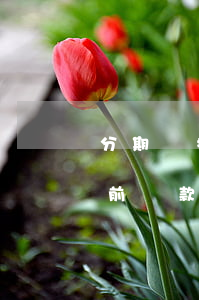 分期樂提前還款為啥收不到短信-分期樂提前還款收不到驗證碼