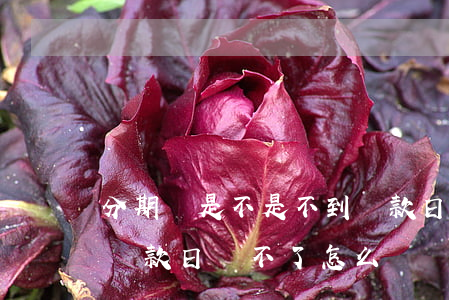 分期樂是不是不到還款日還不了款-分期樂還款日還不了怎么辦