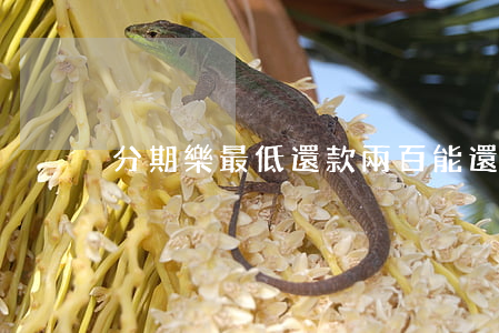 分期樂最低還款兩百能還多少次-