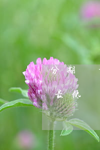 分期樂最低還款怎么變成400了-分期樂最低還款變成500了