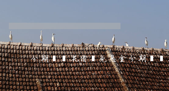 分期樂樂花借錢免息金 分期樂樂花利息高嗎