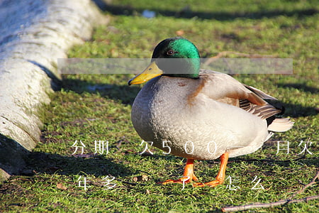 分期樂欠500一個月(欠分期樂5000一年多沒還了會怎么樣)
