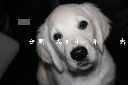分期樂欠5千兩年沒還需要還多少