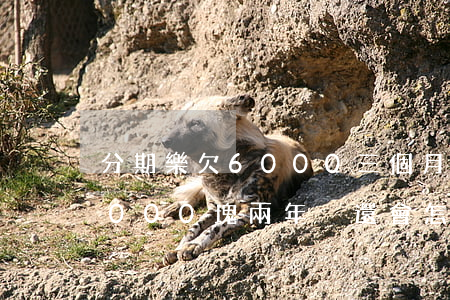 分期樂欠6000三個月沒還(分期樂欠了3000塊兩年沒還會怎么樣)
