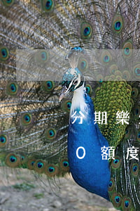 分期樂欠8000能貸房貸嗎(分期樂8000額度可以借款多少)