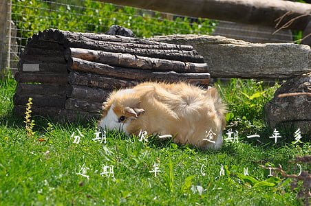 分期樂欠一萬逾期一年多(分期樂欠款一萬多,逾期兩年會(huì)被起訴嘛?)