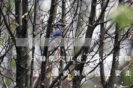分期樂欠九千怎么辦(分期樂欠三千多塊九個月沒還收到信息說要走訪)