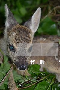 分期樂欠了一萬三(分期樂三萬兩年沒還)