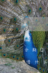 分期樂欠了什么軟件還能借(借了分期樂還能借什么平臺(tái))