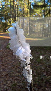 分期樂欠了幾百