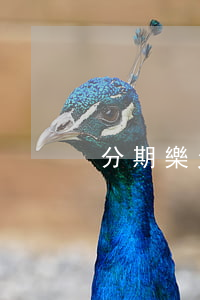 分期樂欠了錢5個月沒還怎么辦-