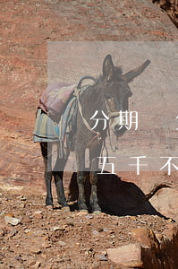分期樂欠五千不還會(huì)怎樣(分期樂五千不還會(huì)有什么后果)