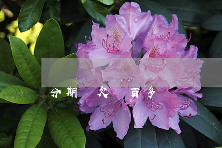 分期樂欠兩百多塊錢