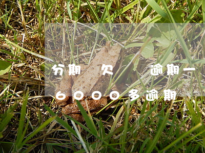 分期樂欠兩萬逾期一個月會怎么樣(分期樂欠6000多逾期兩個月會怎么樣)