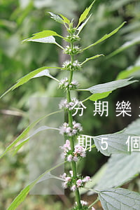 分期樂欠款1萬逾期4年(分期樂欠款1萬逾期5個月 說要起訴我)