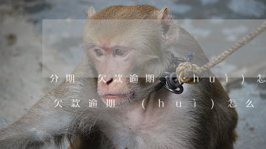 分期樂欠款逾期會(huì)怎么樣(分期樂欠款逾期會(huì)怎么樣)