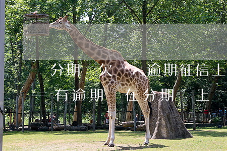 分期樂欠錢沒逾期征信上會顯示么(分期樂沒有逾期還在分期會上個人征信嗎)