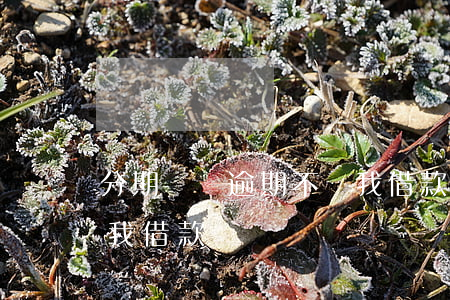分期樂沒逾期不讓我借款（分期樂沒逾期不讓我借款）