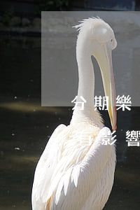 分期樂沒還款對(duì)畢業(yè)證有影響嗎-分期樂沒還完影響政審嗎