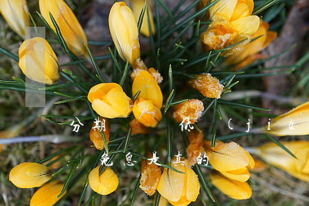 分期樂買鴨低價(jià)免息版 分期樂買鴨免息是真的嗎