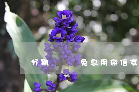 分期樂買鴨免息用微信支付嗎