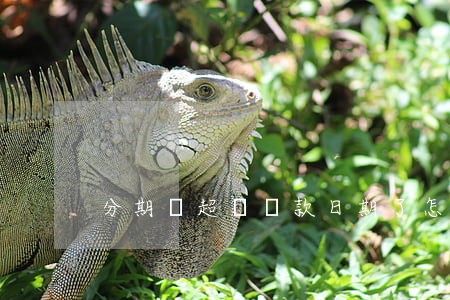 分期樂超過還款日期了怎么去還-