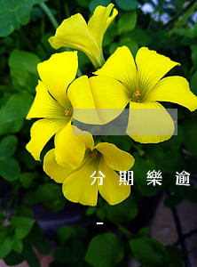 分期樂逾期2000塊錢會(huì)怎樣-