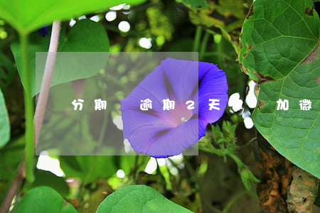 分期樂逾期2天律師加微信
