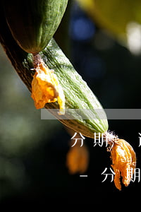 分期樂逾期一個(gè)月了會影響到什么-分期樂逾期一個(gè)月還款有什么影響嗎