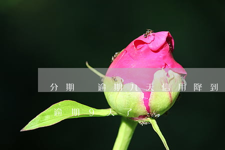 分期樂逾期九天信用降到百分之幾-分期樂逾期9天了