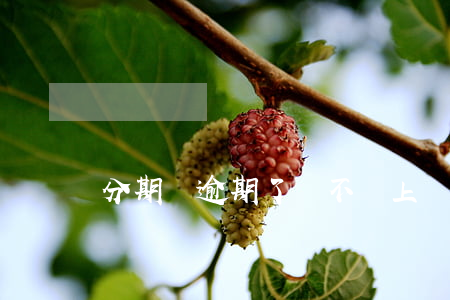 分期樂逾期了會不會上門催收啊-