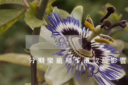 分期樂逾期了還款后影響征信嗎