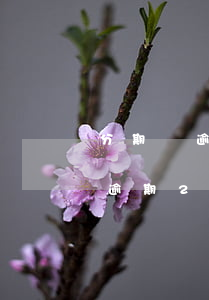 分期樂逾期兩千多說起訴是不是真的（分期樂逾期200天說起訴我）