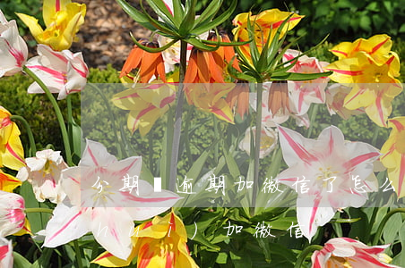 分期樂逾期加微信了怎么辦(分期樂逾期會(huì)加微信)