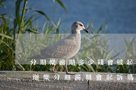 分期樂逾期多少錢會被起訴嗎?真還不上怎么辦（樂分期逾期會起訴嗎）