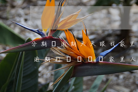 分期樂逾期天天跟我家里面打電話-分期樂逾期打電話說給家里人打電話