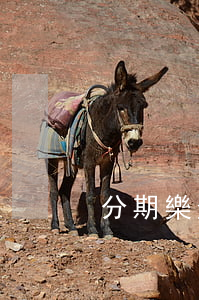 分期樂逾期威脅移交司法可能嗎-