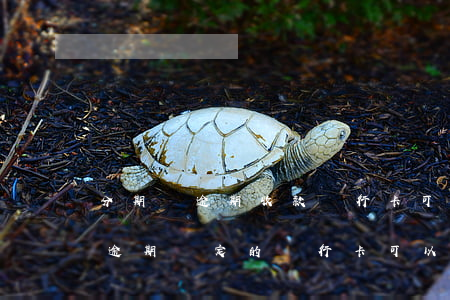 分期樂逾期收款銀行卡可以掛失嗎-分期樂逾期綁定的銀行卡可以注銷嗎