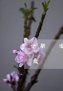 分期樂逾期最壞結(jié)果（分期樂逾期最壞結(jié)果）