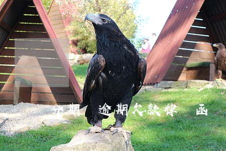 分期樂逾期欠款律師函圖片