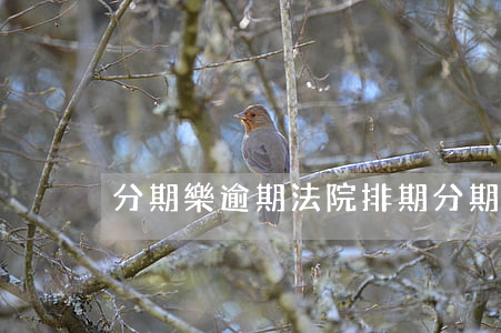 分期樂逾期法院排期（分期樂逾期法院排期）