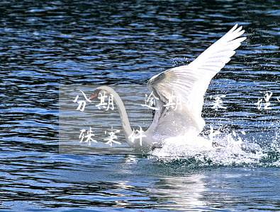 分期樂逾期特案處理中心是什么-分期樂特殊案件處理中心