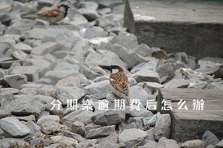 分期樂逾期費后怎么辦