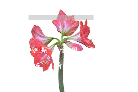 分期樂逾期還款結(jié)清(分期樂逾期后還清了多久還能繼續(xù)使用)