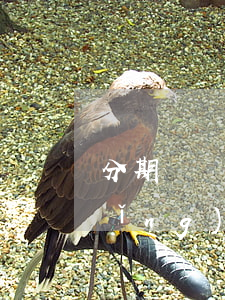 分期樂還欠一萬(wàn)塊可以申請(qǐng)房貸嗎(分期樂1萬(wàn)多沒還怎么辦)